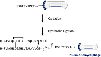 Graphical abstract: Serine-mediated hydrazone ligation displaying insulin-like peptides on M13 phage pIII