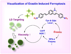 Graphical abstract: Improved lipophilic probe for visualizing lipid droplets in erastin-induced ferroptosis