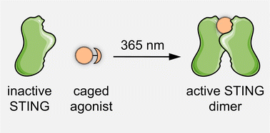 Graphical abstract: Development of a light-activated STING agonist