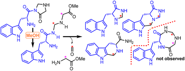 Graphical abstract: Support studies toward the hicksoane alkaloids reveal cascade reactions of a (tryptophanamido)methylglycinate