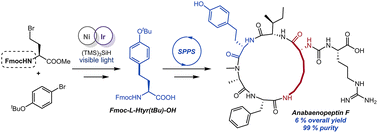 Graphical abstract: Convenient route to Fmoc-homotyrosine via metallaphotoredox catalysis and its use in the total synthesis of anabaenopeptin cyclic peptides