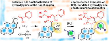 Graphical abstract: Picolinamide-assisted ortho-C–H functionalization of pyrenylglycine derivatives using aryl iodides