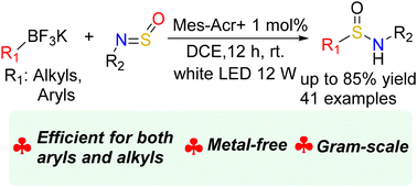 Graphical abstract: Synthesis of sulfinamides via photocatalytic alkylation or arylation of sulfinylamine