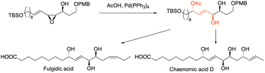 Graphical abstract: Synthesis of fulgidic acid and the two possible stereoisomers of chaenomic acid D