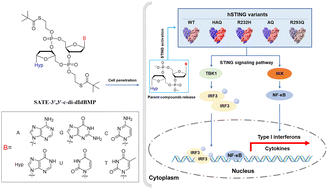 Graphical abstract: Design, synthesis, and cell-based in vitro assay of deoxyinosine-mixed SATE-dCDN prodrugs that activate all common STING variants