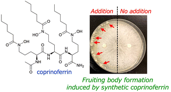 Graphical abstract: Synthesis and biological evaluation of coprinoferrin, an acylated tripeptide hydroxamate siderophore