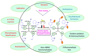Graphical abstract: Electrochemistry-enabled residue-specific modification of peptides and proteins