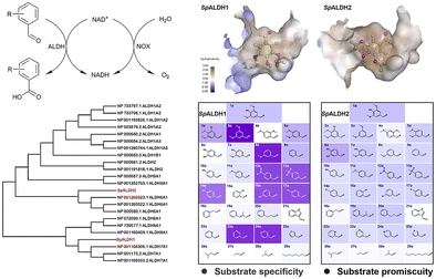 Graphical abstract: A comparative study of two aldehyde dehydrogenases from Sphingobium sp.: the substrate spectrum and catalytic mechanism