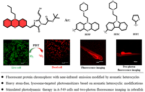 Graphical abstract: Fluorescent protein chromophores modified with aromatic heterocycles for photodynamic therapy and two-photon fluorescence imaging
