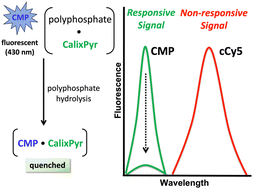 Graphical abstract: Fluorescent ratiometric supramolecular tandem assays for phosphatase and phytase enzymes