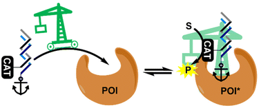 Graphical abstract: DNA nanocrane-based catalysts for region-specific protein modification