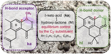 Graphical abstract: Δ-Keto-acid/hydroxy-lactone isomerization in some lichen depsides, depsidones and diphenyl ethers