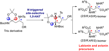 Graphical abstract: Synthesis of labionin and avionin precursors via a nitrogen-centred-radical-triggered 1,5-HAT reaction of Tris derivatives