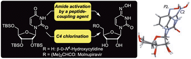 Graphical abstract: Two short approaches to the COVID-19 drug β-d-N4-hydroxycytidine and its prodrug molnupiravir