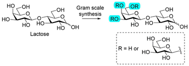 Graphical abstract: Gram-scale chemical synthesis of galactosyllactoses and their impact on infant gut microbiota in vitro