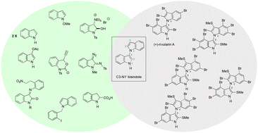 Graphical abstract: Synthetic strategies for the construction of C3–N1′ bisindoles