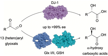 Graphical abstract: Glyoxalase-based toolbox for the enantioselective synthesis of α-hydroxy carboxylic acids