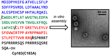 Graphical abstract: Synthesis of the full-length hepatitis B virus core protein and its capsid formation