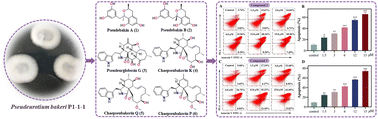 Graphical abstract: Lignans and [11]-chaetoglobosins from Pseudeurotium bakeri and their immunosuppressive activity