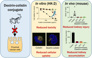 Graphical abstract: Dextrin conjugation to colistin inhibits its toxicity, cellular uptake and acute kidney injury in vivo