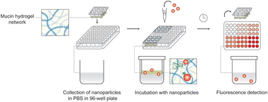 Graphical abstract: Synthetic mucus barrier arrays as a nanoparticle formulation screening platform