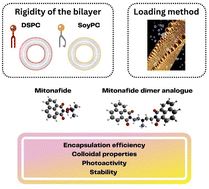 Graphical abstract: Insight into the liposomal encapsulation of mono and bis-naphthalimides