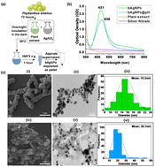 Graphical abstract: Green synthesis of silver nanoparticles using Phyllanthus emblica extract: investigation of antibacterial activity and biocompatibility in vivo