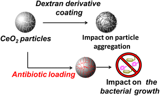 Graphical abstract: Cerium oxide particles: coating with charged polysaccharides for limiting the aggregation state in biological media and potential application for antibiotic delivery