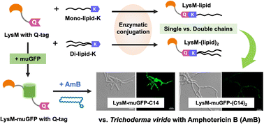 Graphical abstract: Exploring the molecular structure of lipids in the design of artificial lipidated antifungal proteins