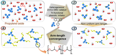 Graphical abstract: Construction and arm evolution of trifunctional phenolic initiator-mediated polycarbonate polyols produced by using a double metal cyanide catalyst