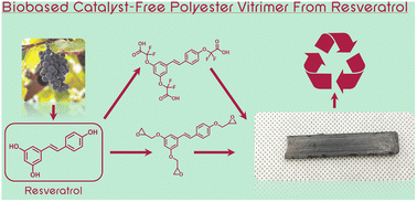 Graphical abstract: From vineyards to reshapable materials: α-CF2 activation in 100% resveratrol-based catalyst-free vitrimers