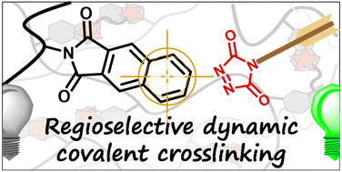 Graphical abstract: Regioselective photocycloaddition for light-stabilised dynamic materials design