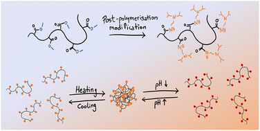 Graphical abstract: Amidation of methyl ester-functionalised poly(2-oxazoline)s as a powerful tool to create dual pH- and temperature-responsive polymers as potential drug delivery systems
