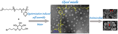 Graphical abstract: Quaternization-induced micellization of cationic glycopolymers