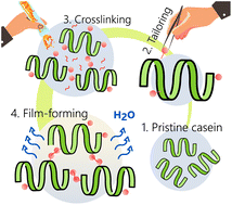 Graphical abstract: Functionalization of casein and its use for preparing self-crosslinking protein-based materials