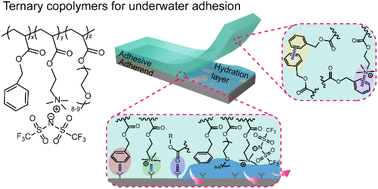 Graphical abstract: Catechol-free ternary random copolymers for strong and repeatable underwater adhesion