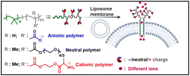 Graphical abstract: Charge variable PIB-based block copolymers as selective transmembrane ion transporters