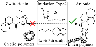 Graphical abstract: Linear not cyclic – unravelling an anionic initiation pathway for Lewis pair polymerization of lactones