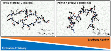 Graphical abstract: A molecular dynamics perspective on the cyclization efficiency for poly(2-oxazoline)s and poly(2-oxazine)s