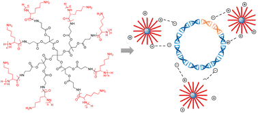 Graphical abstract: Star-shaped poly(l-lysine) with polyester bis-MPA dendritic core as potential degradable nano vectors for gene delivery