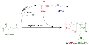 Graphical abstract: The influence of monomer ionization and hydrolysis on the radical polymerization kinetics of 2-(dimethylamino)ethyl methacrylate in aqueous solution
