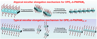 Graphical abstract: Modulating living crystallization-driven self-assembly behaviors of oligo(p-phenylene ethynylene)-containing block copolymers and micellar stability by solvent and corona-forming chain length