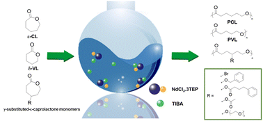 Graphical abstract: A binary neodymium catalyst for the polymerization of lactones