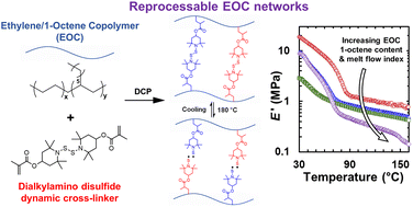 Graphical abstract: Novel covalent adaptable networks (CANs) of ethylene/1-octene copolymers (EOCs) made by free-radical processing: comparison of structure–property relationships of EOC CANs with EOC thermosets