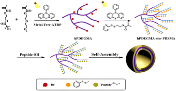 Graphical abstract: Synthesis and self-assembly of hyperbranched multiarm copolymer peptide conjugates based on light-induced metal-free ATRP