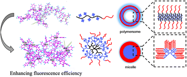 Graphical abstract: Investigating AIE behaviors of amphiphilic AIEgen-based polymers through self-assembly architectures and hydrophobic core arrangements