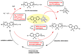 Graphical abstract: Suzuki–Miyaura catalyst-transfer polymerization: new mechanistic insights