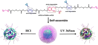Graphical abstract: Photo and acid dual degradable polymeric nanoparticles from an o-nitrobenzyl dithiol with thiol–ene click polymerization