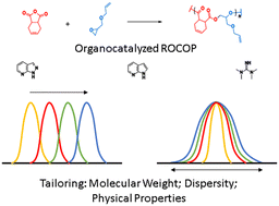Graphical abstract: Organocatalysis in ring opening copolymerization as a means of tailoring molecular weight dispersity and the subsequent impact on physical properties in 4D printable photopolymers