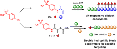 Graphical abstract: Primary sulfonamide-functional polymers with controlled chain architectures by RAFT polymerisation